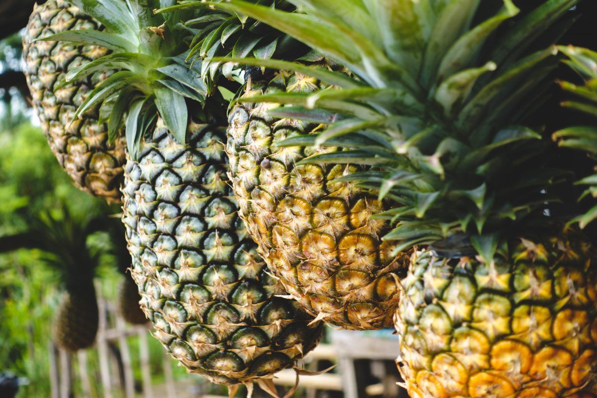 Ananas